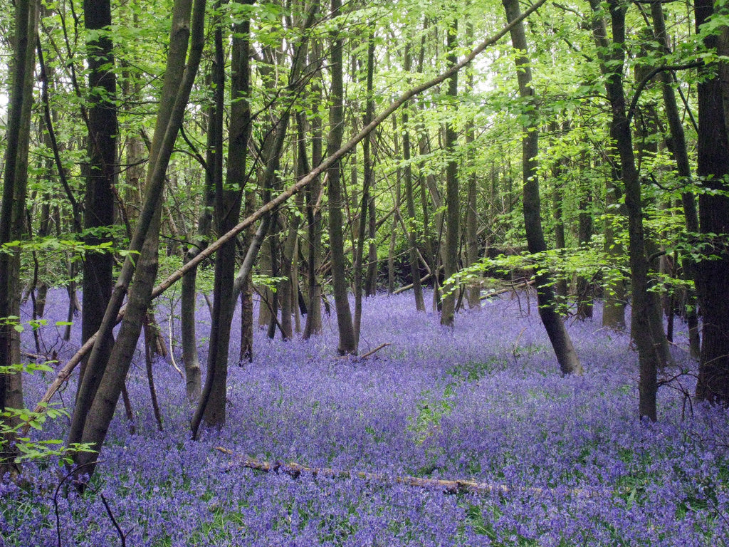 Carpets of bluebells !